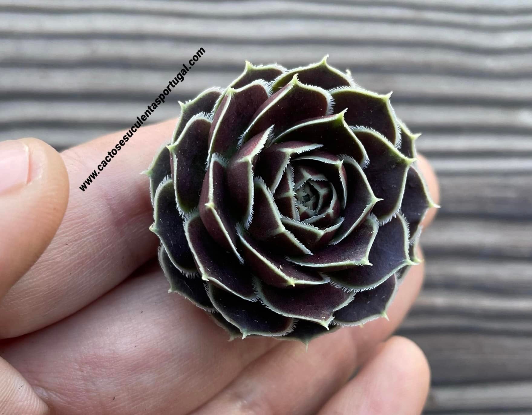 Sempervivum Jovibarba heuffelii ‘Mystique’