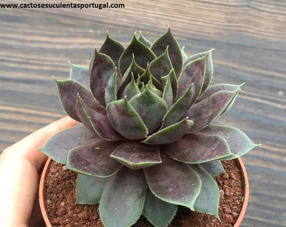 Sempervivum Royal Ruby