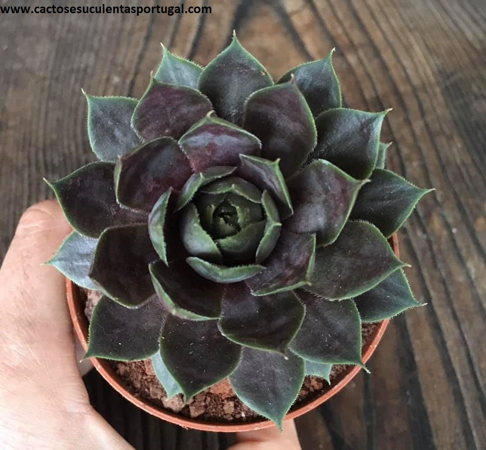 Sempervivum Royal Ruby