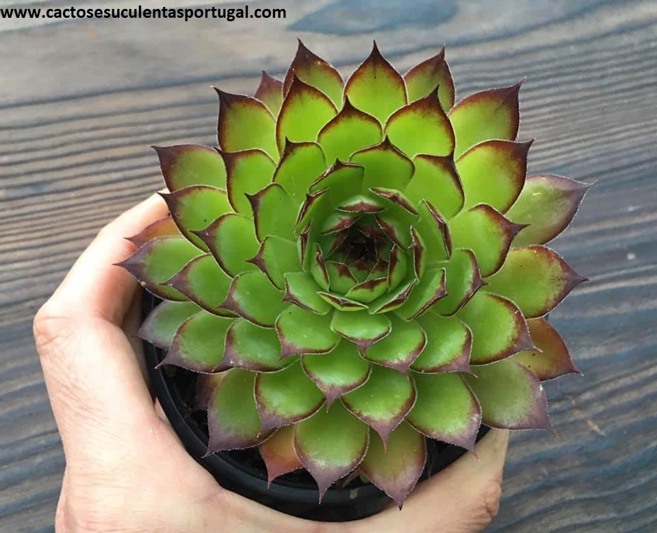 Sempervivum Tectorum "Sunset" spp.