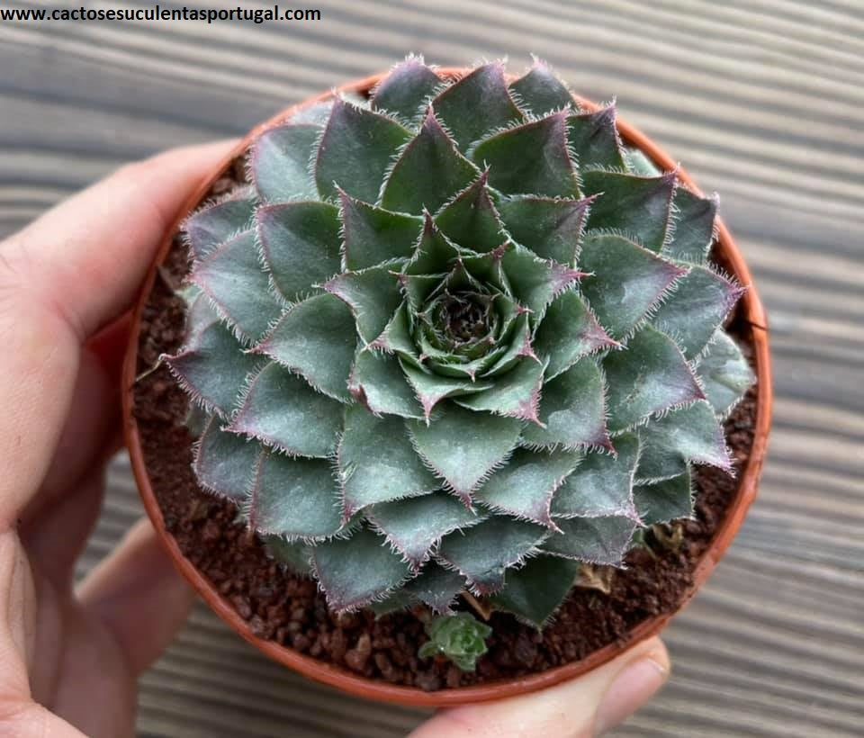 Sempervivum 'Kalinda'