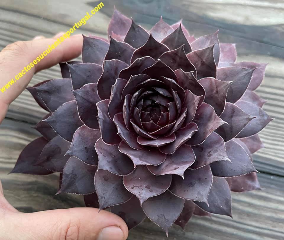 Sempervivum 'Leopold'