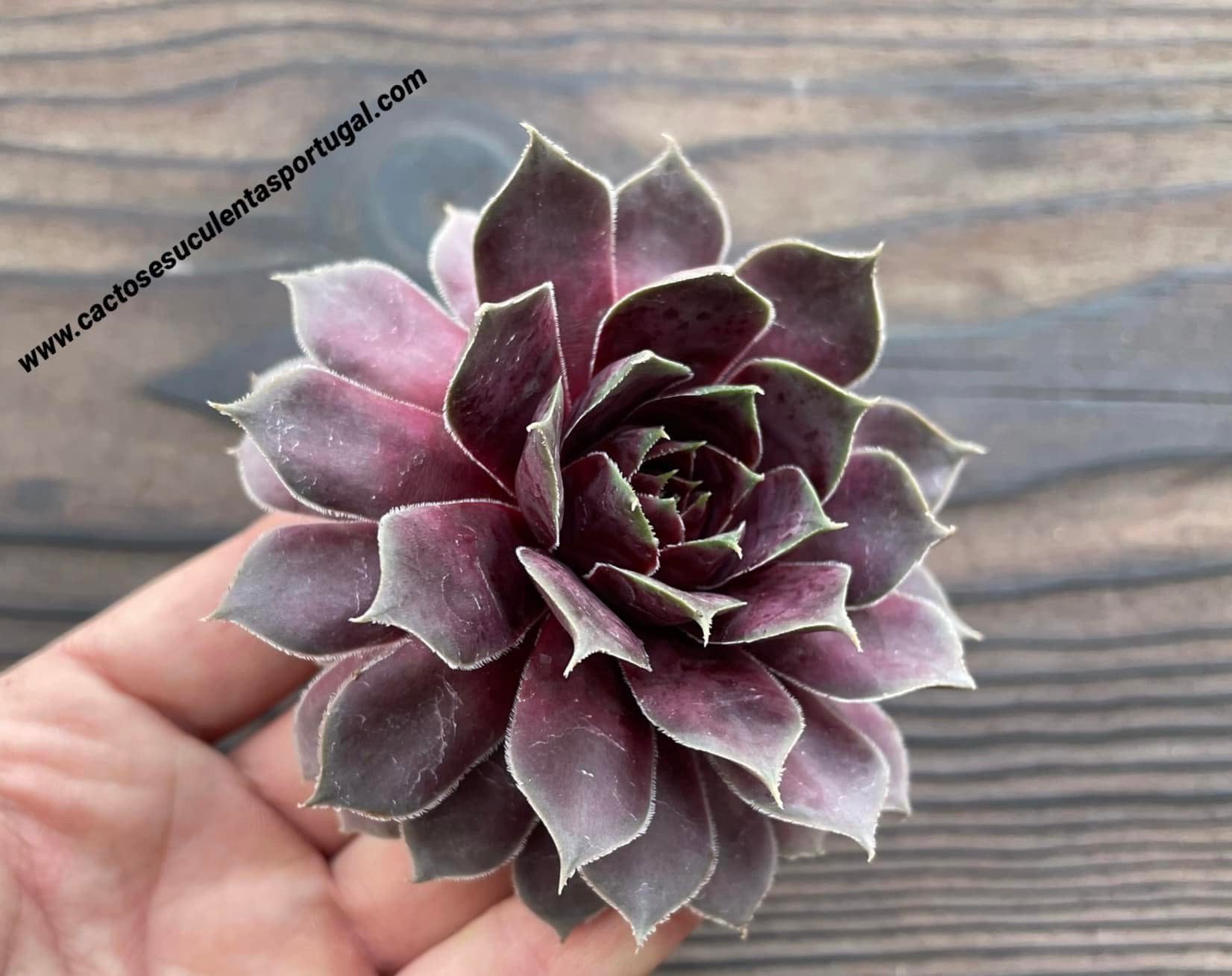 Sempervivum 'Leopold'
