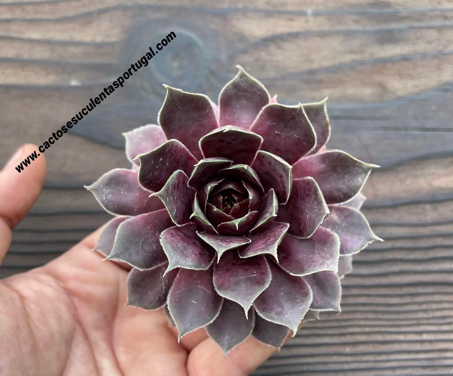 Sempervivum 'Leopold'