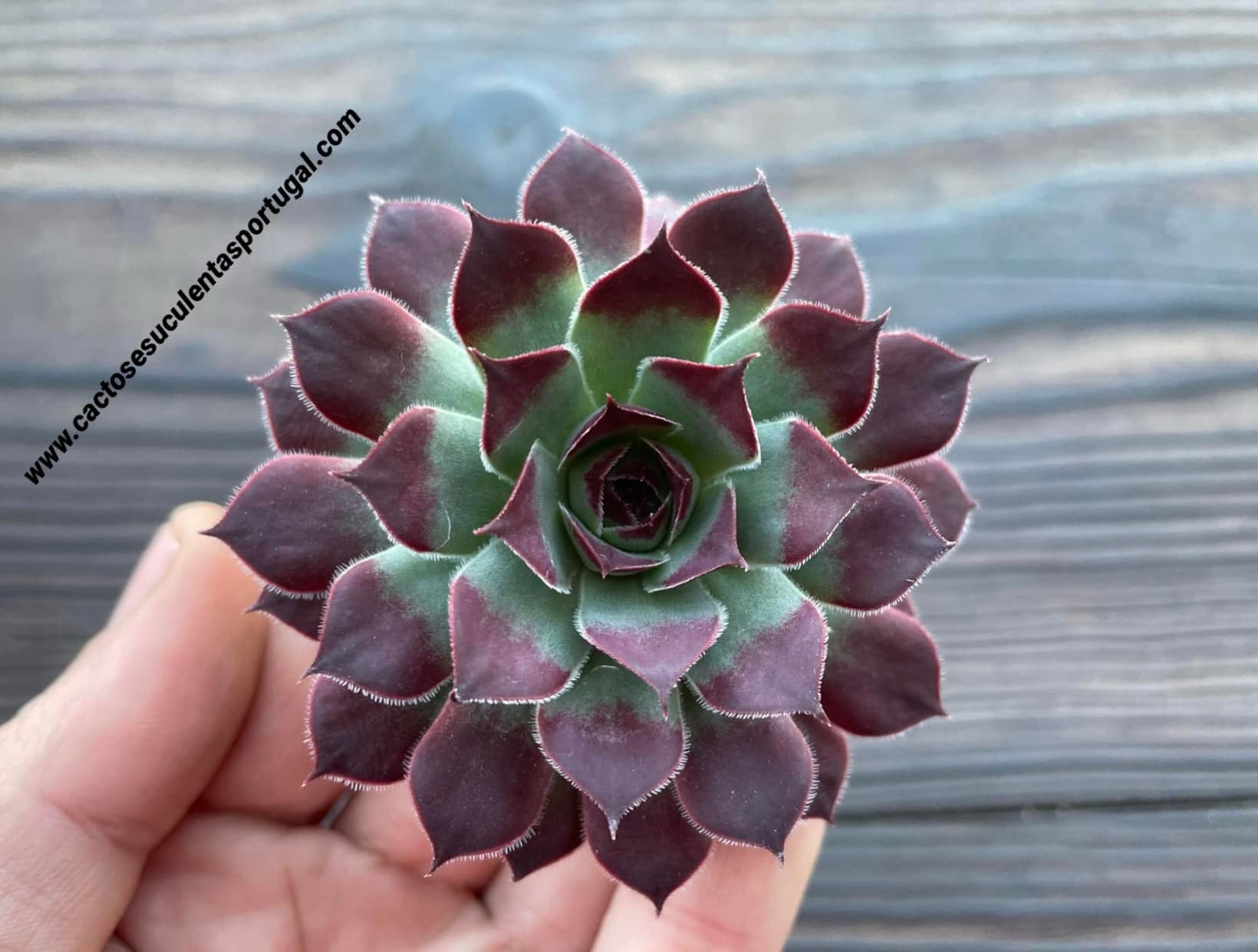 Sempervivum ‘Purdy’s 50-6’