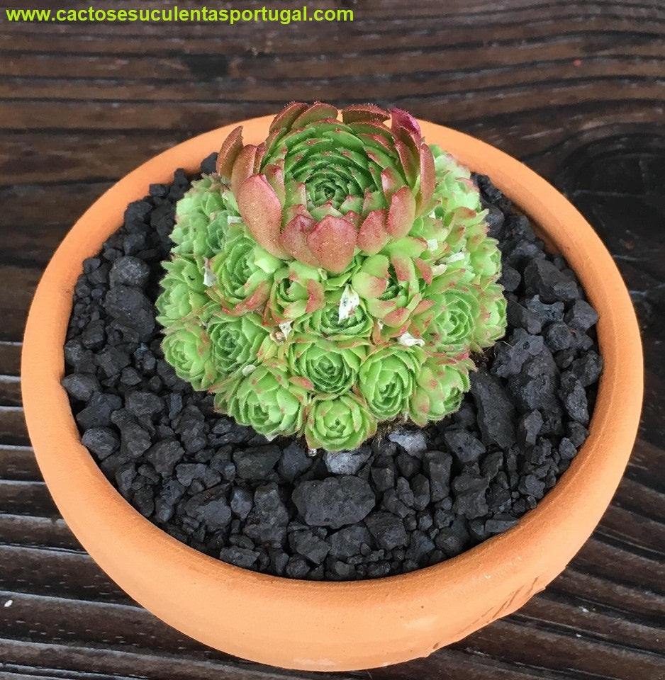Sempervivum Spp