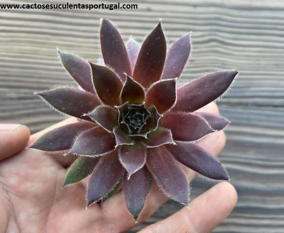 Sempervivum ‘Star Burst’
