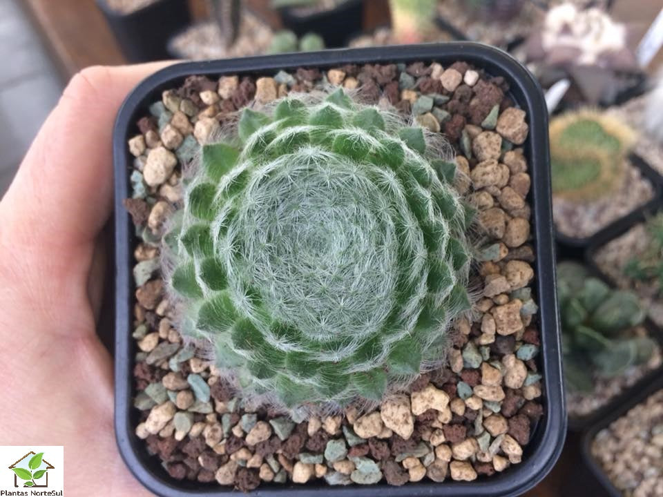 Sempervivum arachnoideum