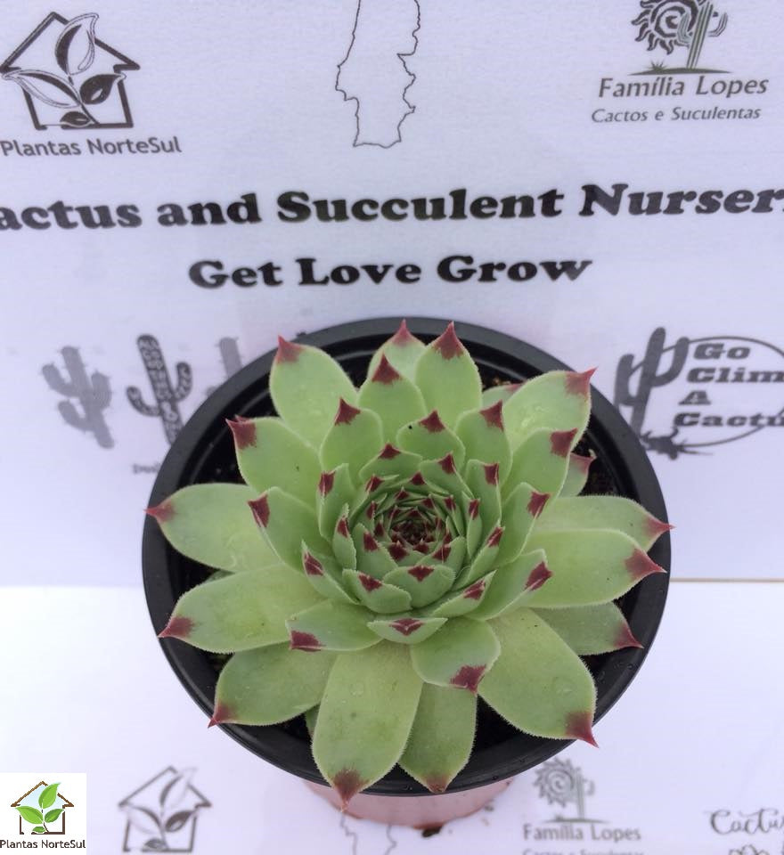 Sempervivum calcareum