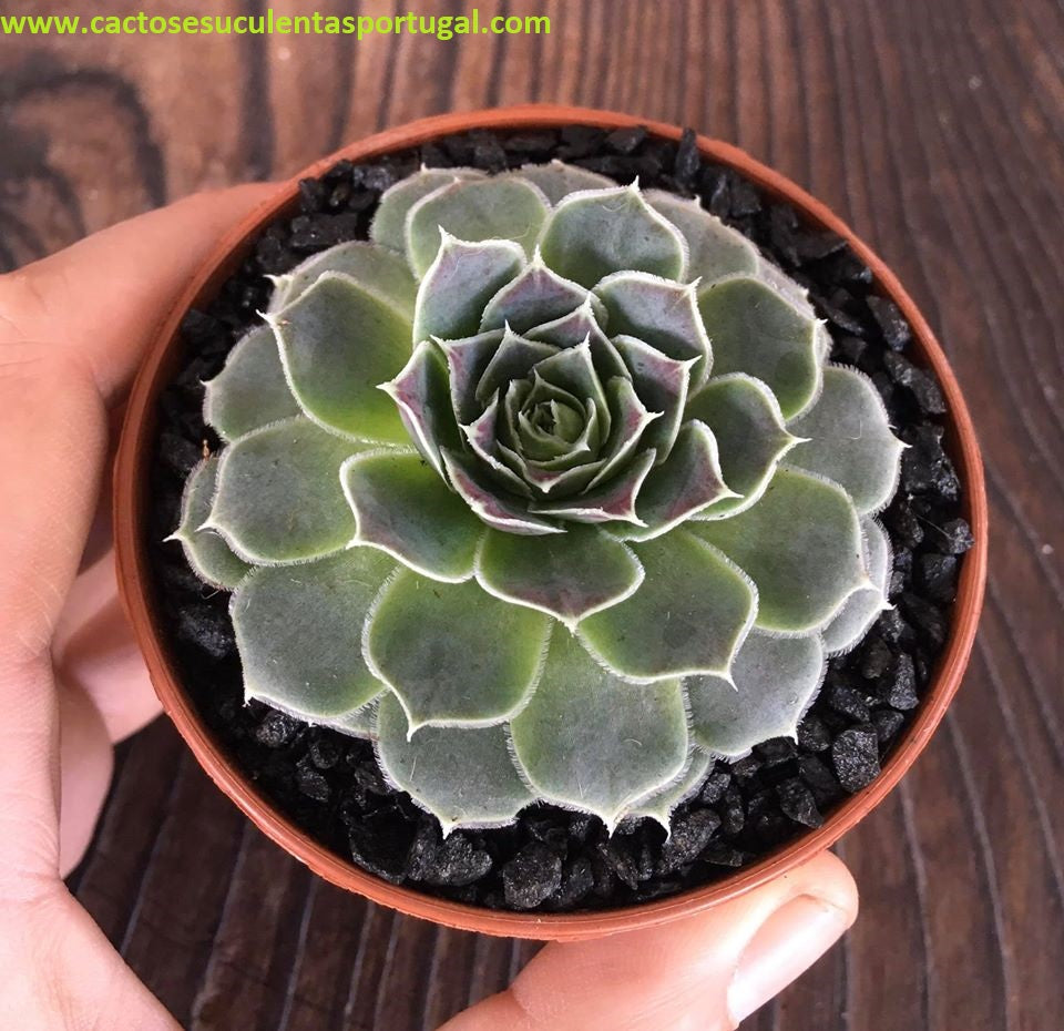 Sempervivum heuffelii