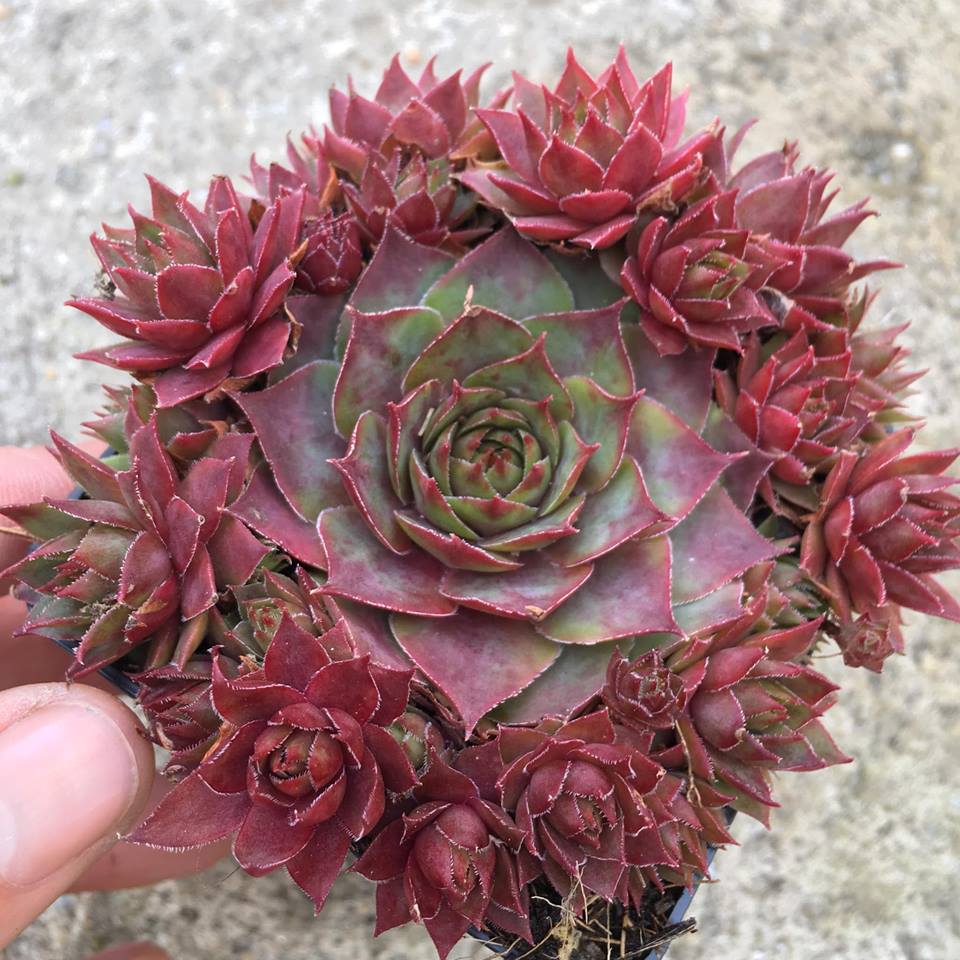 Sempervivum tectorum rubin