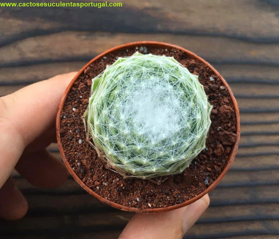 Sempervivum arachnoideum 