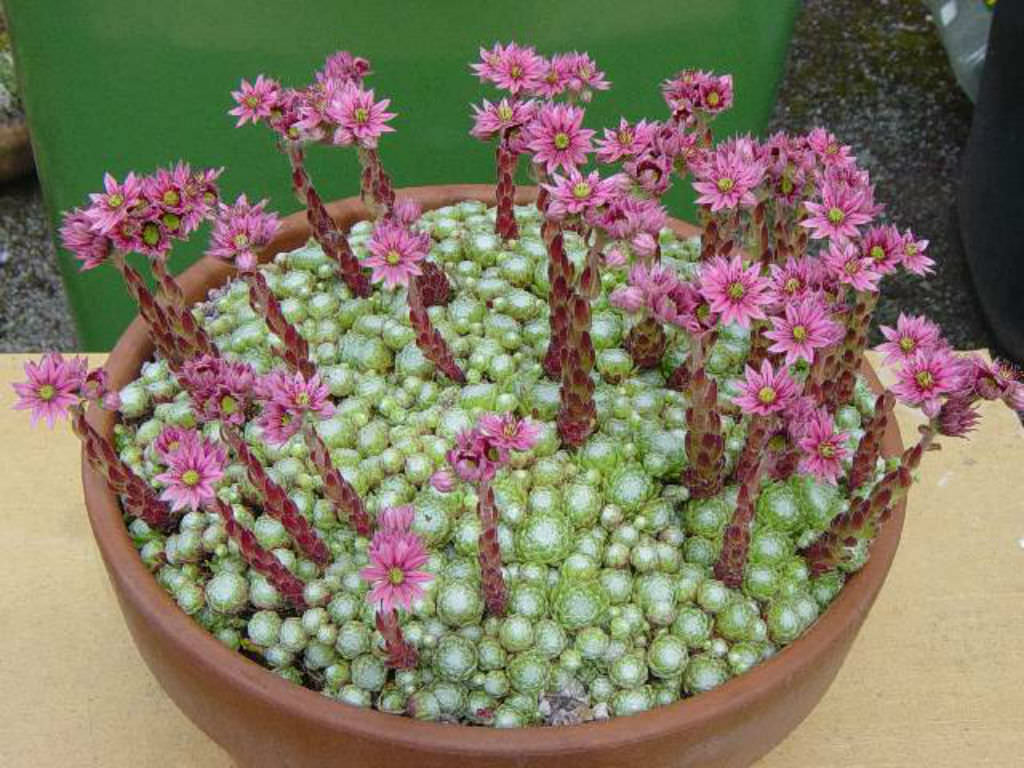 Sempervivum arachnoideum 