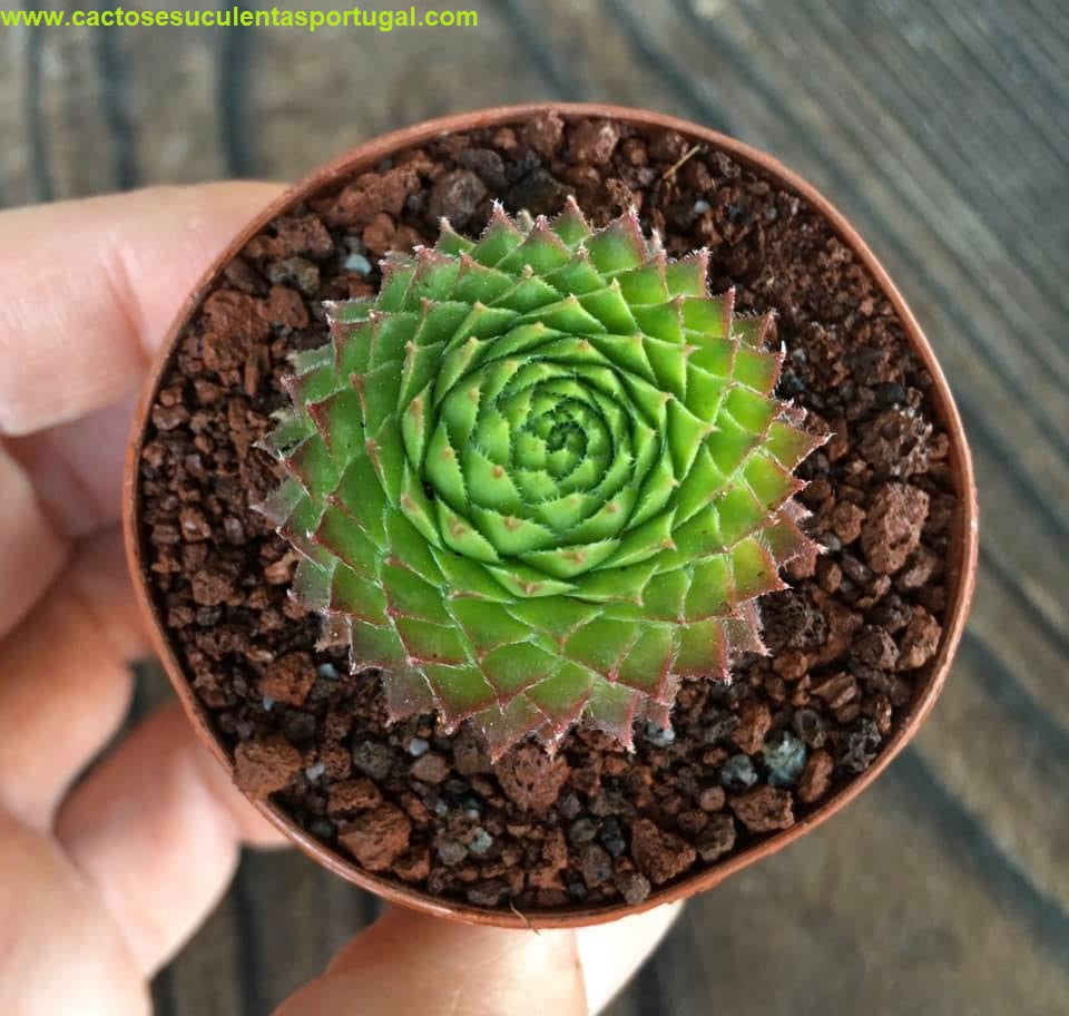 Sempervivum ‘Rosie’