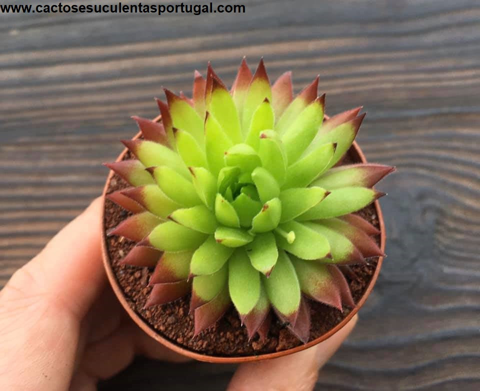 Sempervivum globiferum Rolling Hen and Chicks
