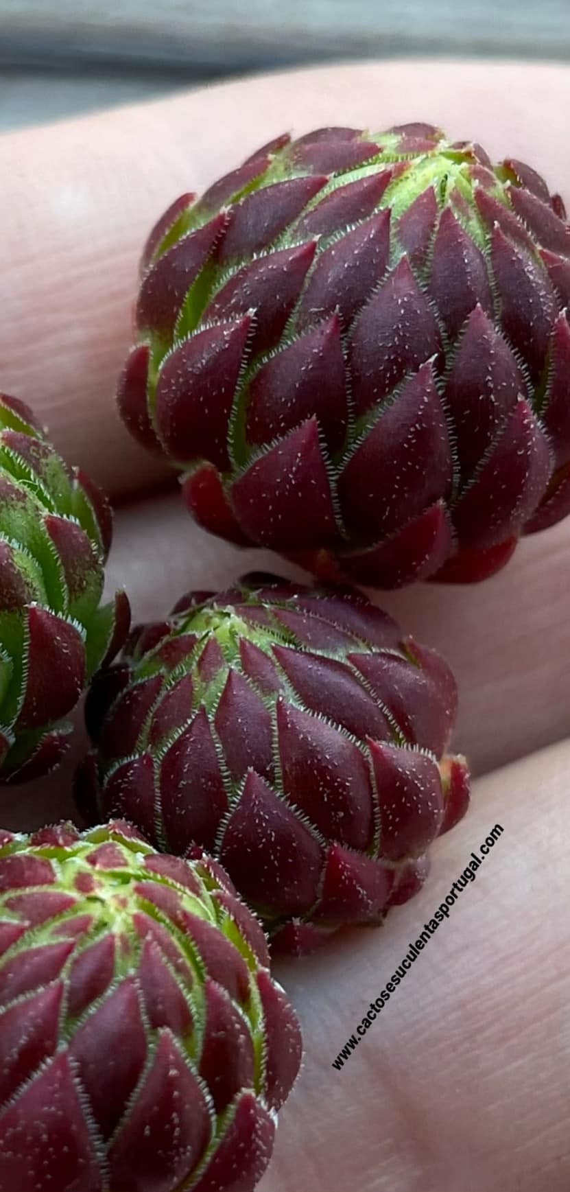 Sempervivum globiferum 'black knight'