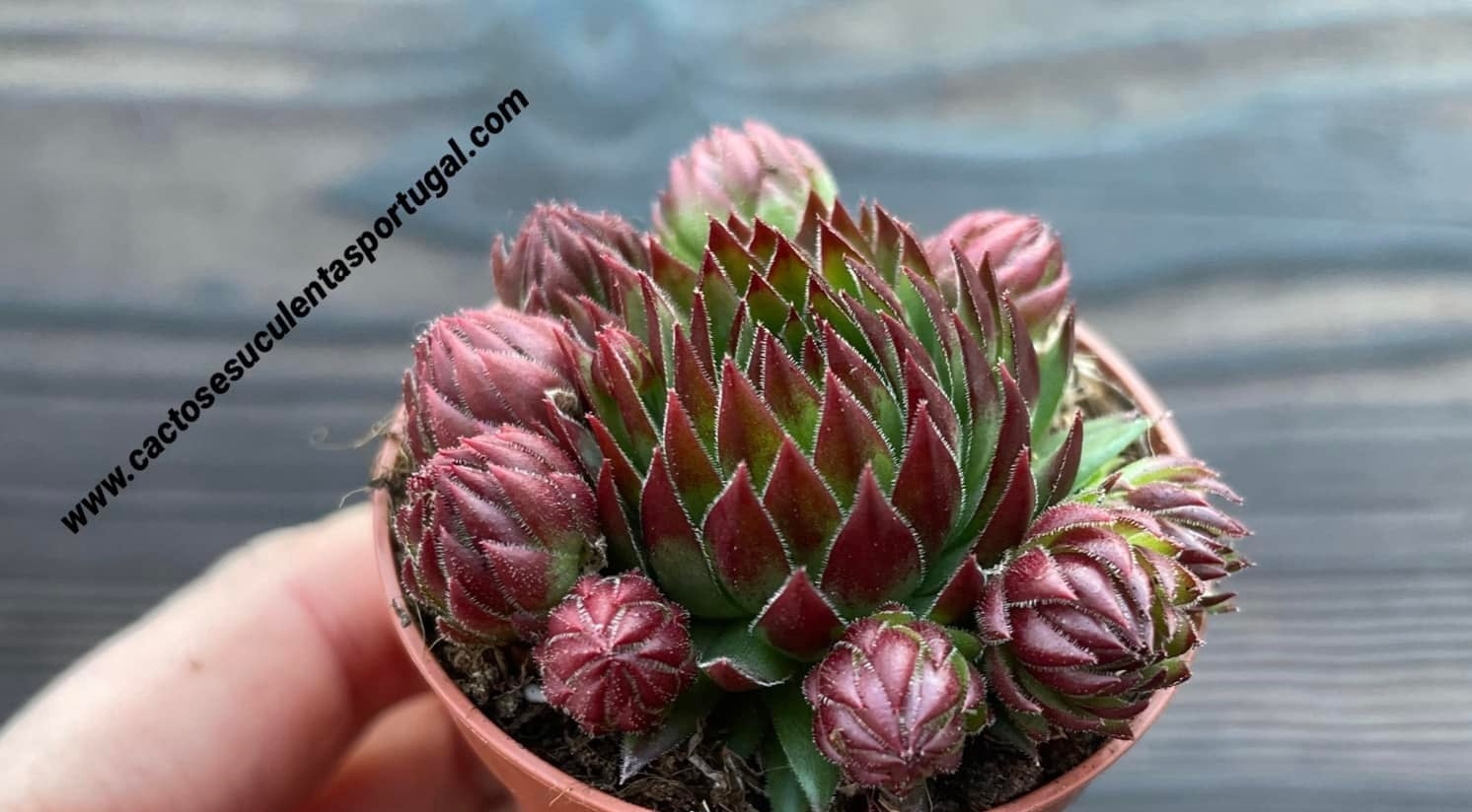 Sempervivum globiferum 'black knight'