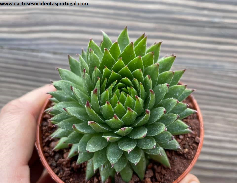 Sempervivum globiferum ssp. hirtum 'Prussiana'