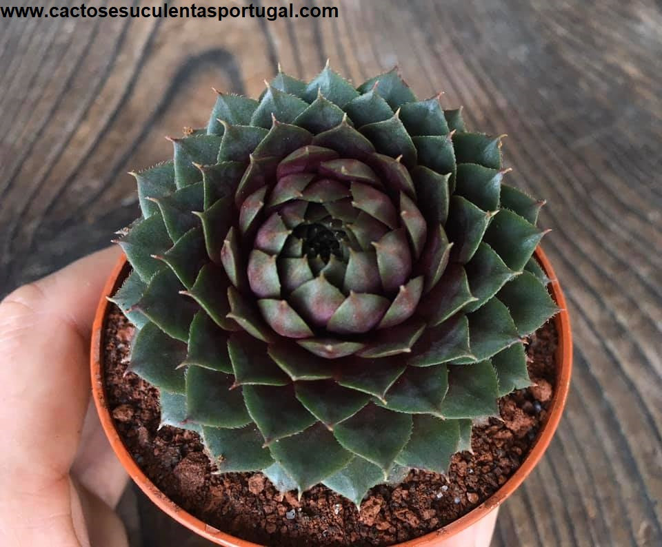 Sempervivum tectorum Emerald Empress