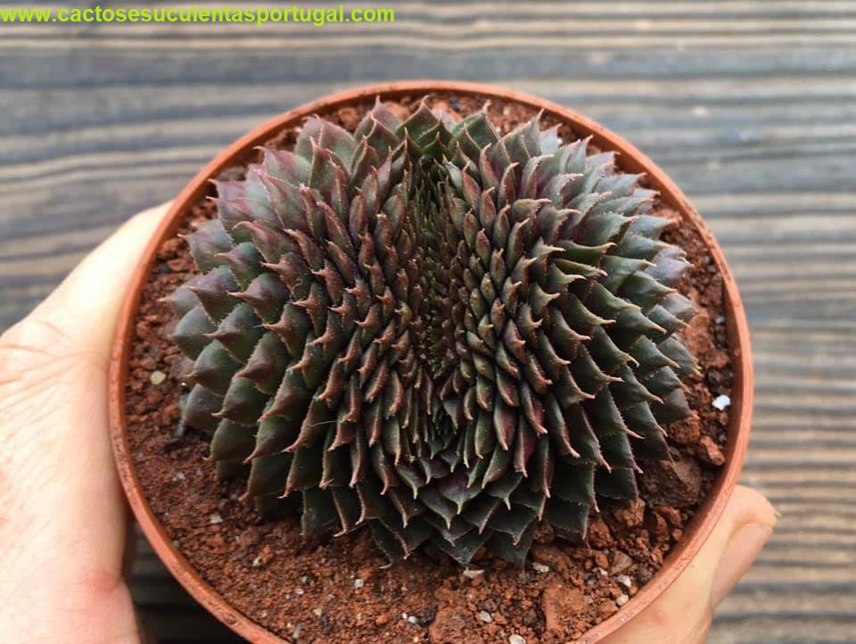 Sempervivum tectorum 'Emerald Empress' form.cristata