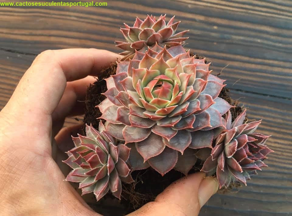 Sempervivum tectorum "triste"