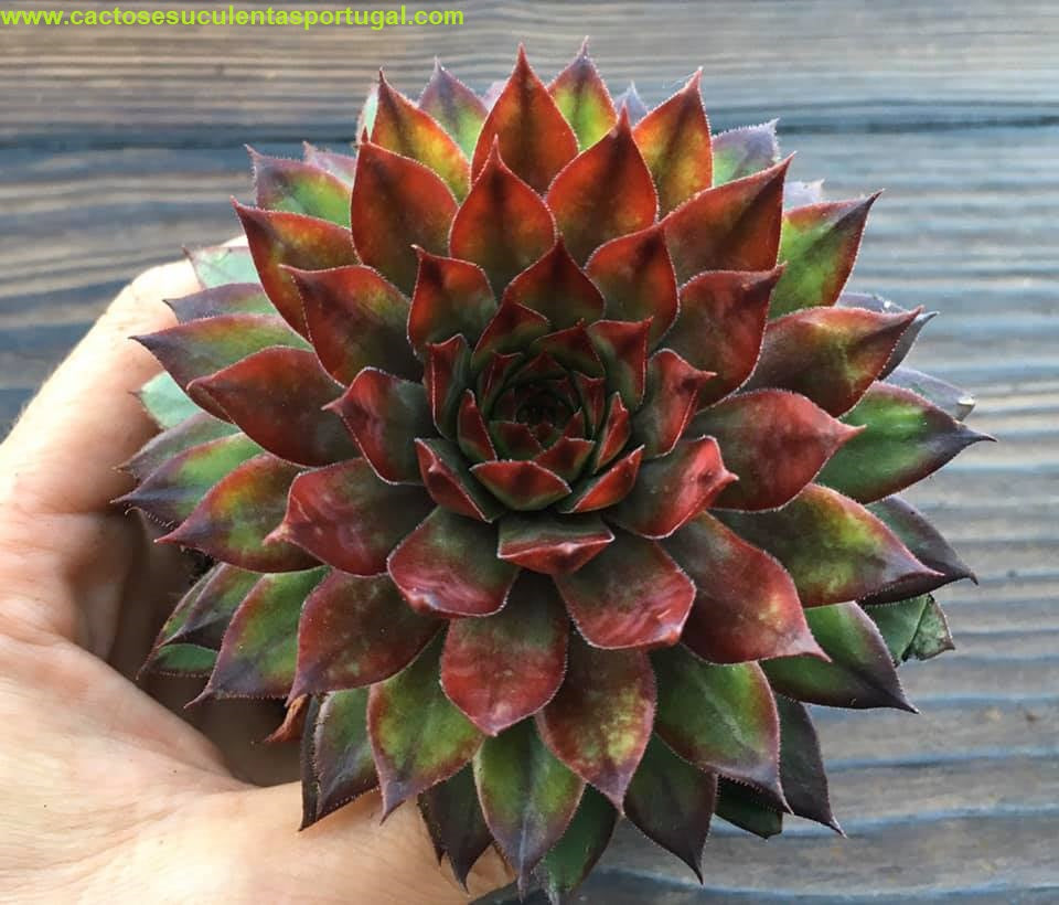 Sempervivum tectorum 'Bronco'