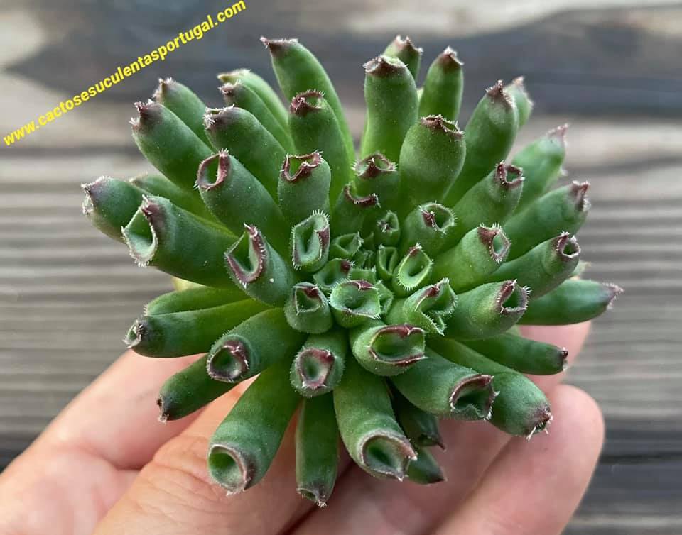 Sempervivum tectorum 'Oddity'