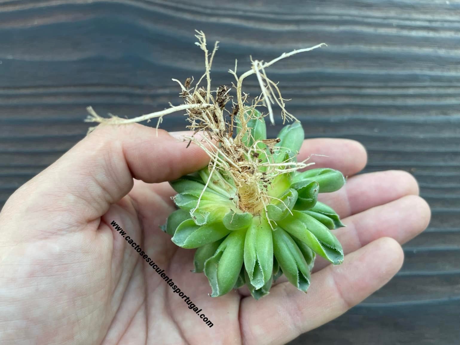 Sempervivum tectorum 'Oddity'
