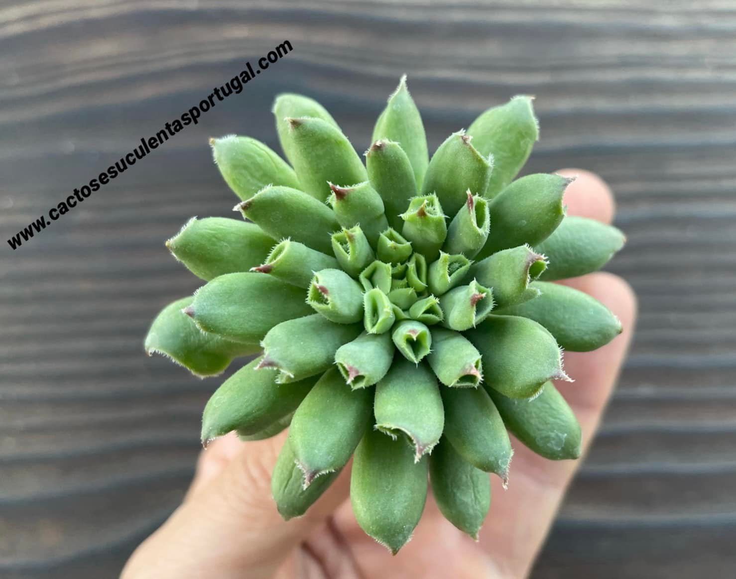 Sempervivum tectorum 'Oddity'