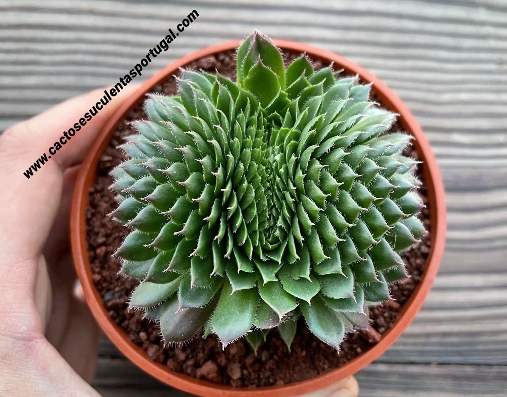 Sempervivum tectorum form.cristata