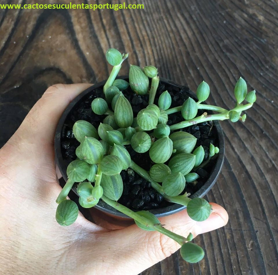 Senecio Herreanus "String of Watermelons", colar de melacia