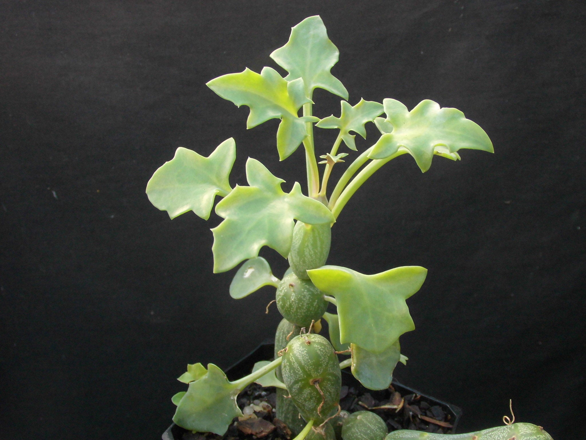 Senecio articulatus