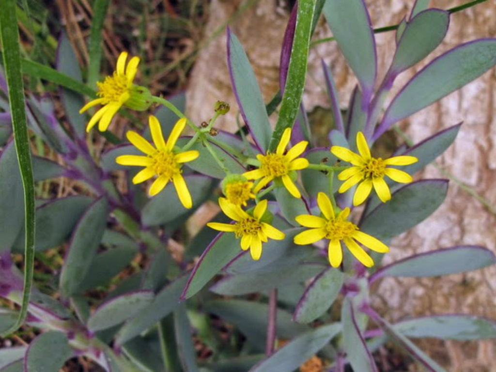 Senecio crassissimus