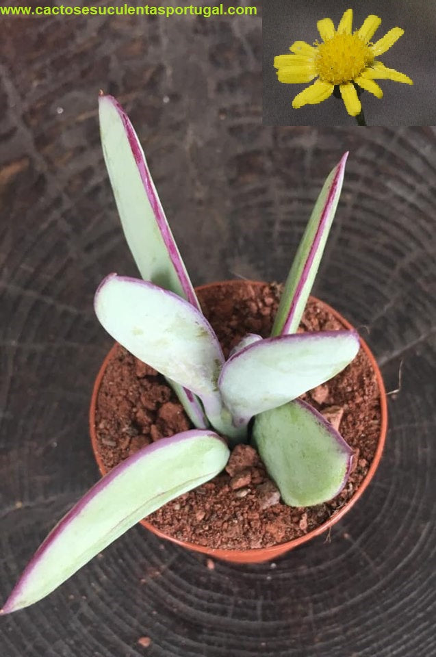 Senecio crassissimus