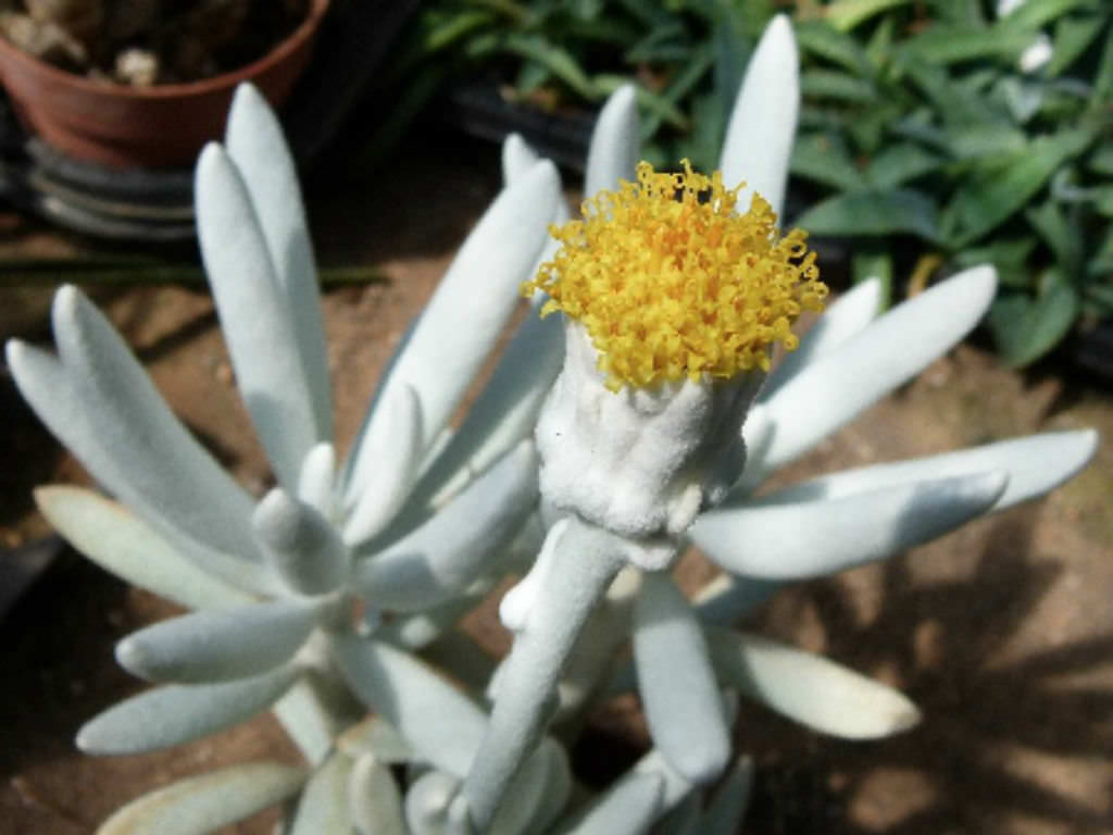 Senecio haworthii