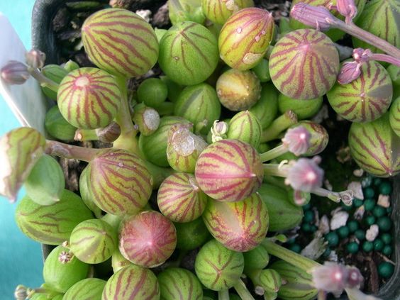 Senecio Herreanus "String of Watermelons", colar de melacia
