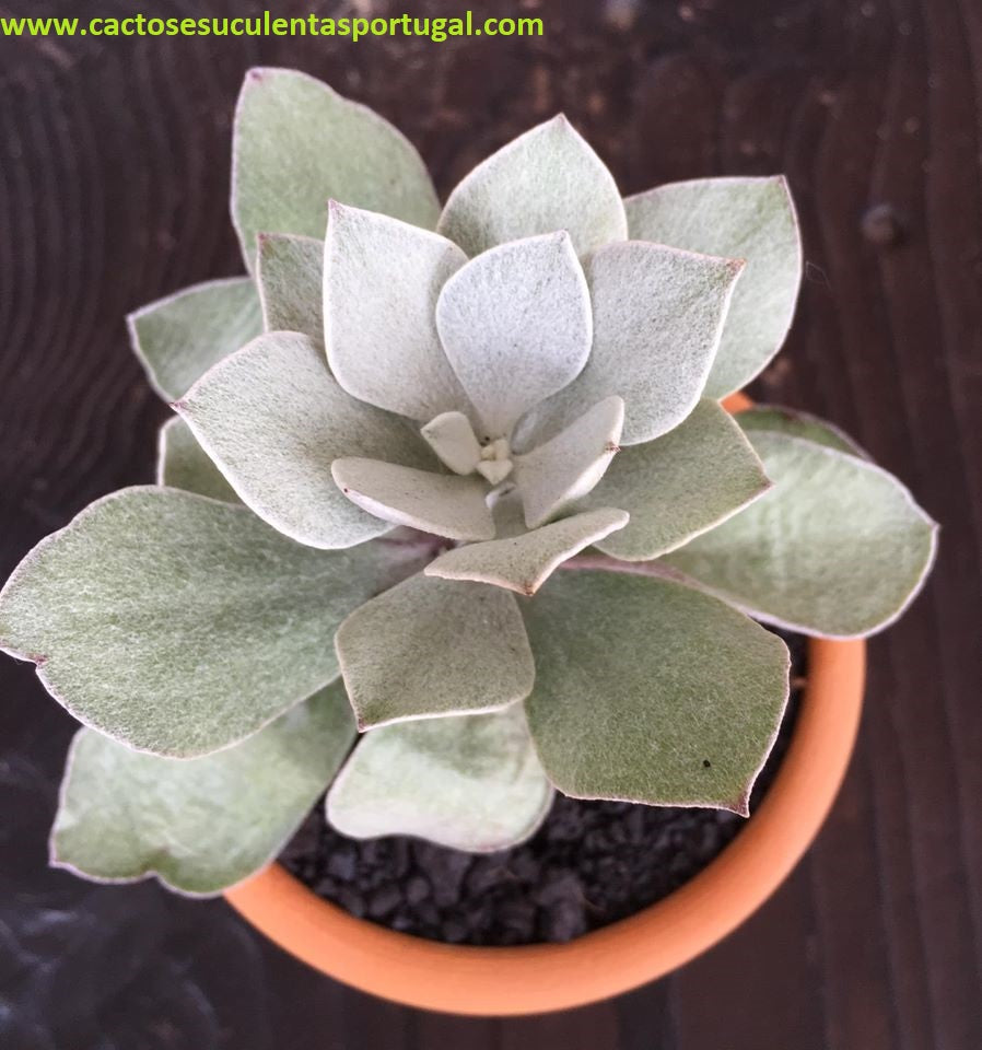 Senecio medley woodii