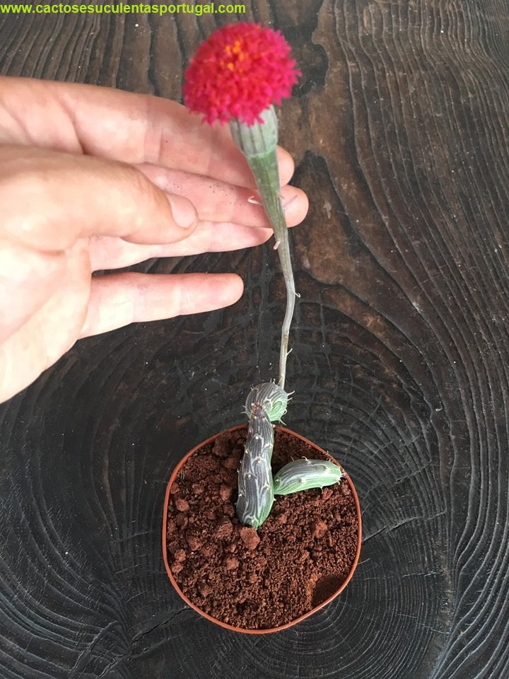 Senecio pendulus
