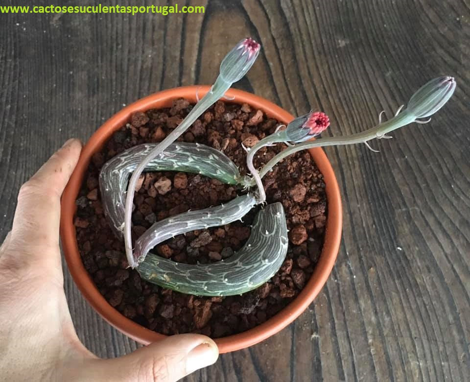 Senecio pendulus