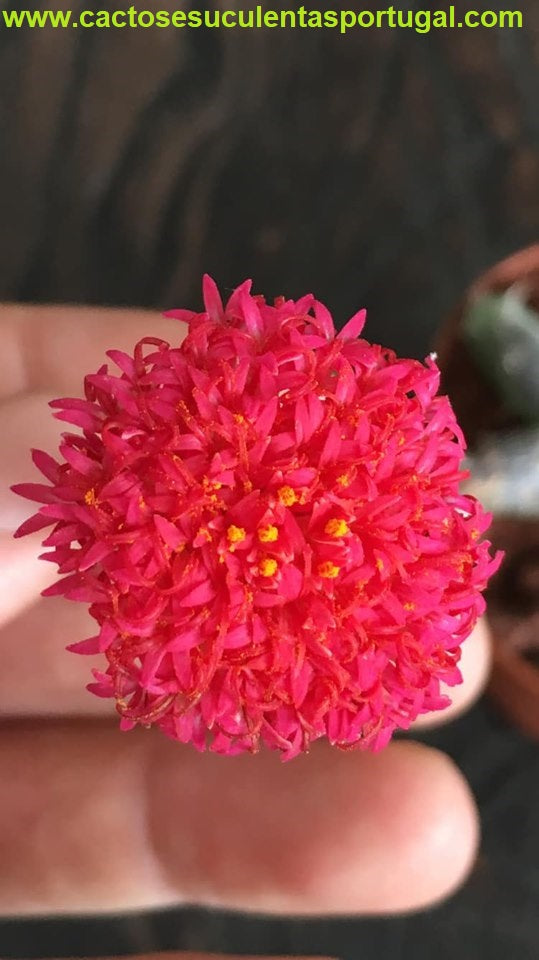 Senecio pendulus, 3 ramificações