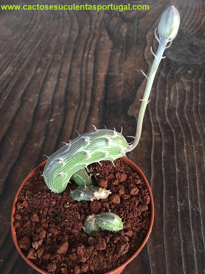 Senecio pendulus