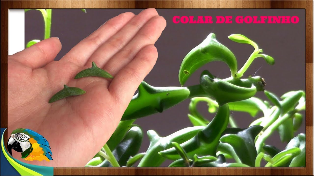 Senecio peregrinus (Colar de Golfinho)