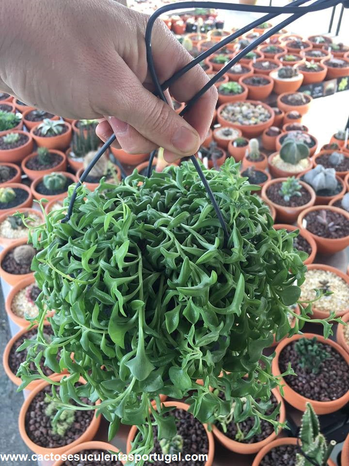 Senecio peregrinus