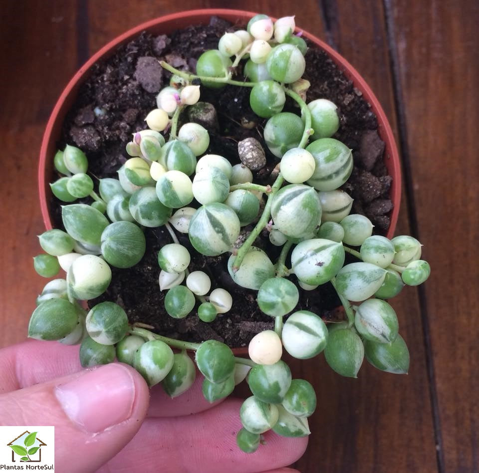 Senecio rowleyanus variegata