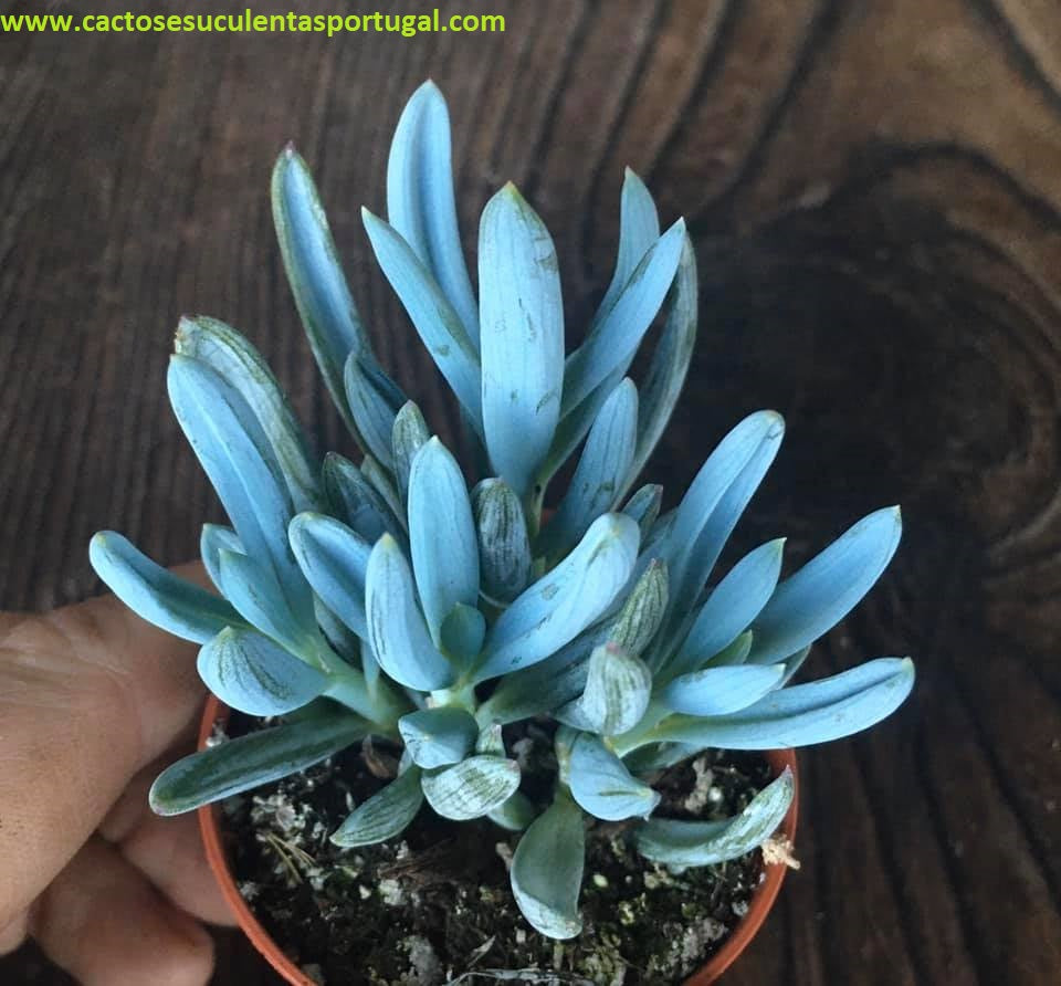 Senecio serpens 'Blue Chalksticks'
