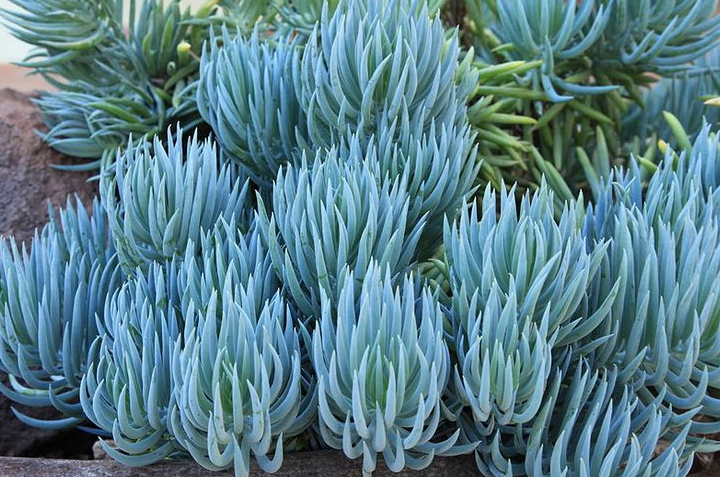 Senecio serpens 'Blue Chalksticks'