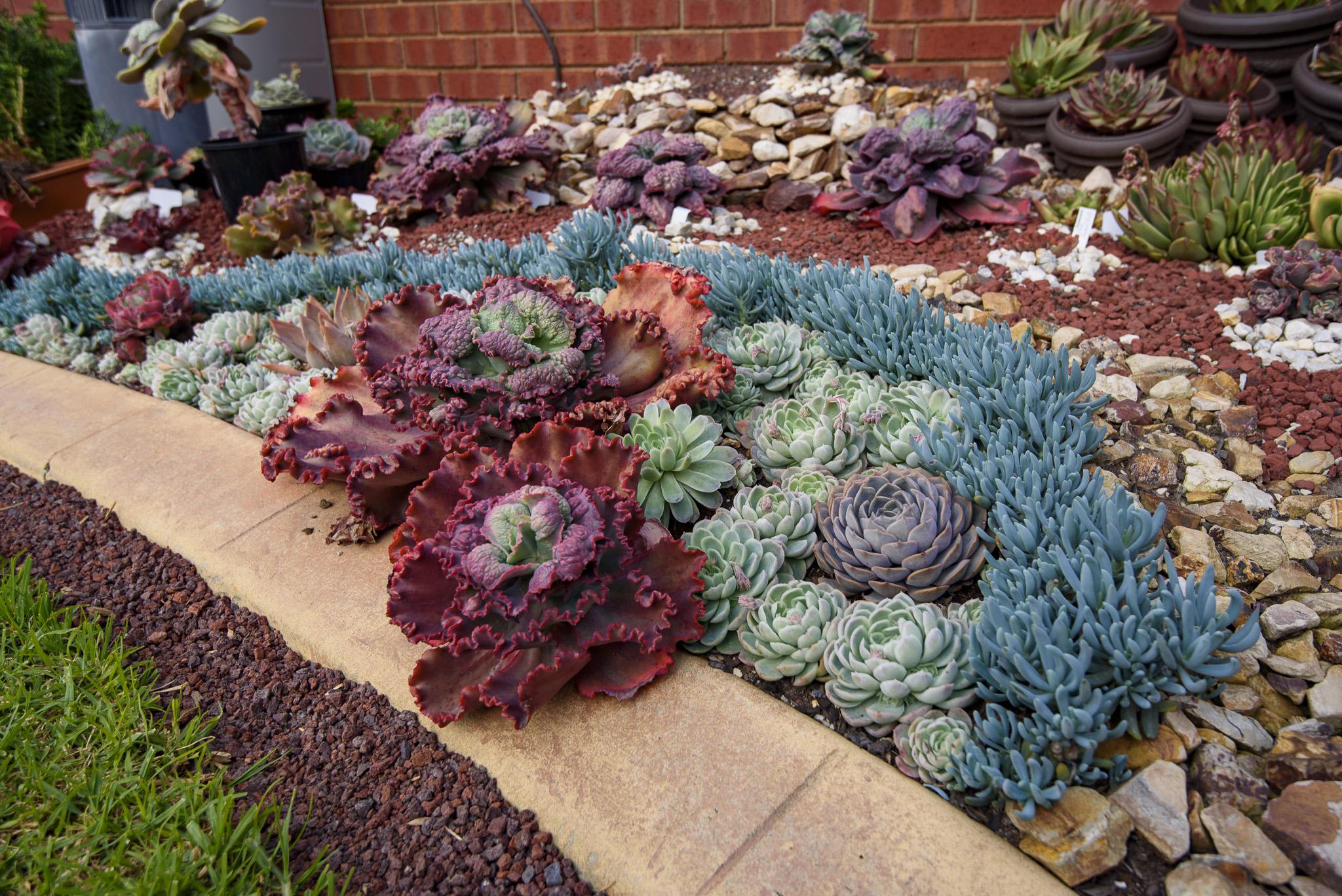 Senecio serpens 'Blue Chalksticks'