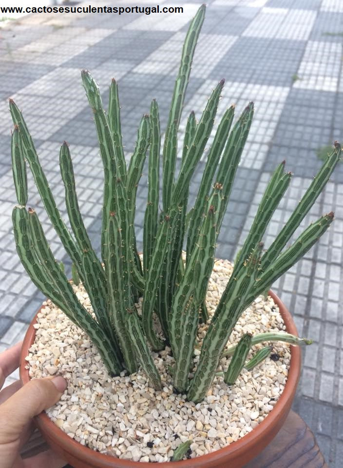 Senecio stapeliiformis