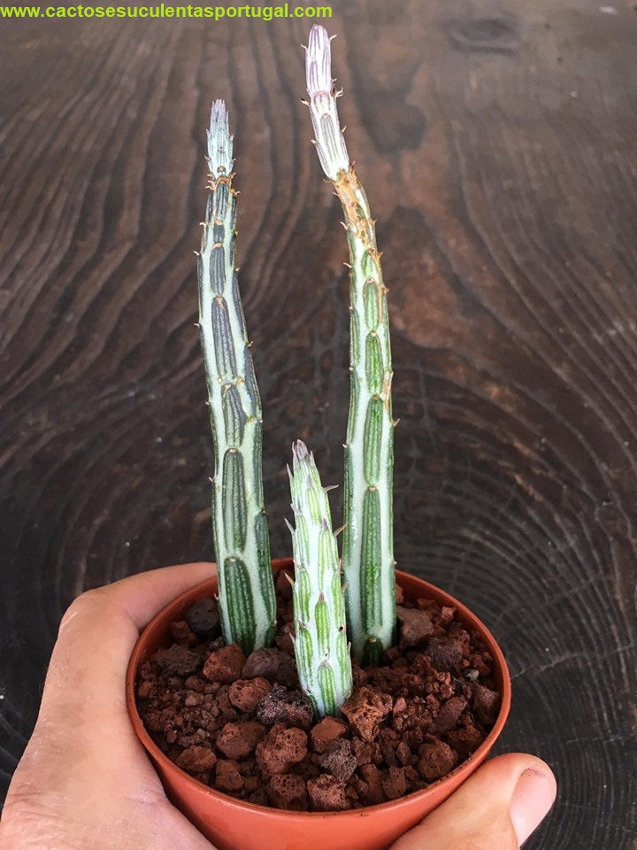 Senecio stapeliiformis