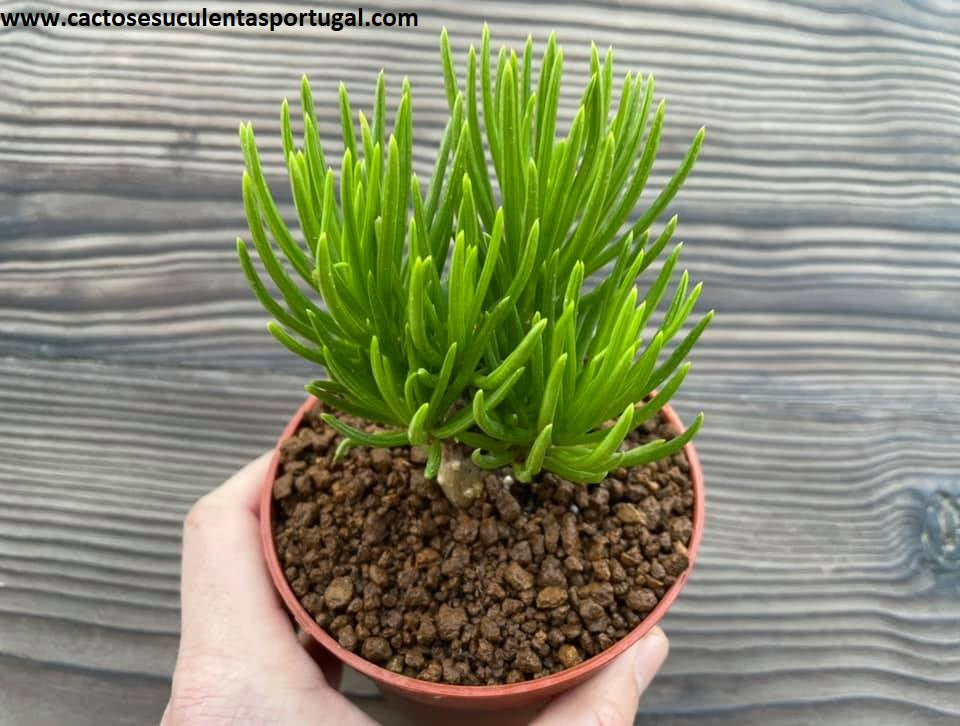 Senecio barbertonicus